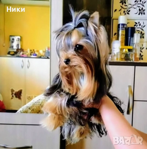 Мини йоркширски териерчета , снимка 5 - Йоркширски териер - 52702352