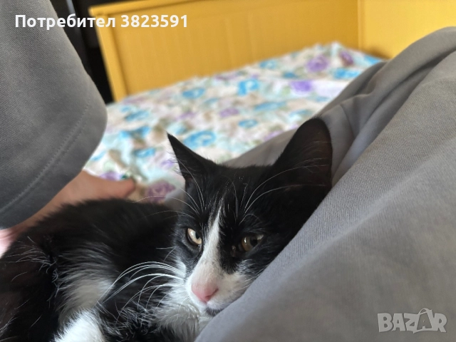 Подарявам мъжkо котенце на 4 месеца - Батман, снимка 10 - Други - 51780705