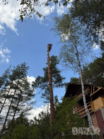 Рязане на опасни дървета в половин България  / Арборист / Arborist, снимка 10 - Други услуги - 48507596