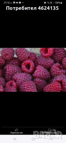 Продавам разсад ягоди , снимка 10 - Сортови семена и луковици - 52147373