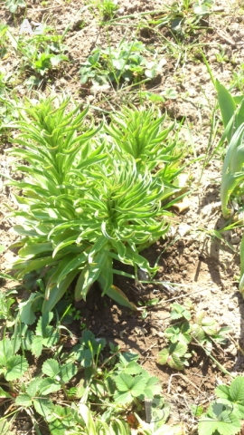 Продавам големи луковици на цветя лилиум за градината, снимка 5 - Сортови семена и луковици - 51555187