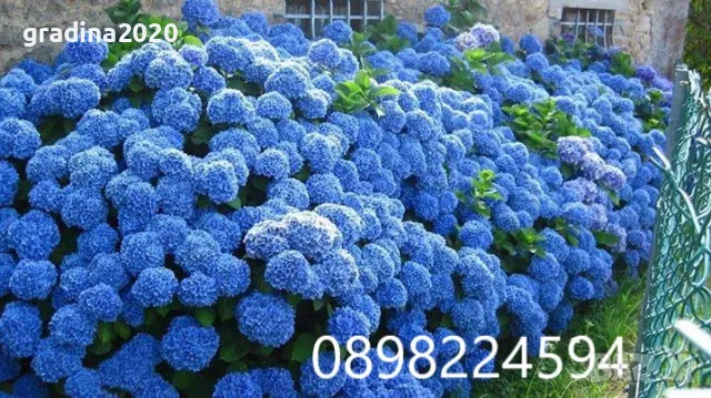  Хортензия -Hydrangea macrophylla Налични 4 вида , снимка 4 - Градински цветя и растения - 27905615
