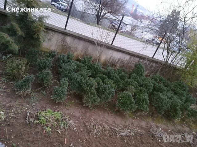 Красиви големи и пухкави чемшири , снимка 5 - Градински цветя и растения - 32403960