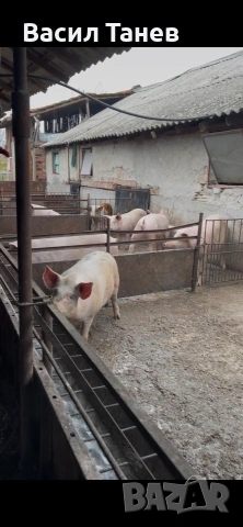Продавам прасета, живо и трупно месо, снимка 4 - Прасета - 53167092
