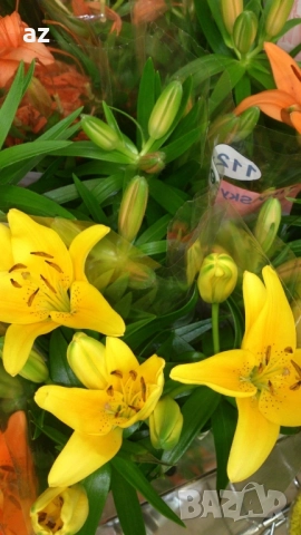 лилиум, снимка 8 - Сортови семена и луковици - 51558756