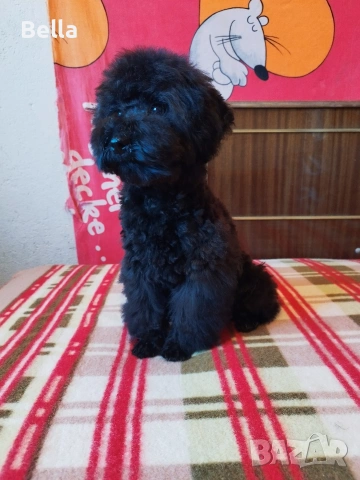 МИНИ ПУДЕЛ , снимка 4 - Пудели - 53240788