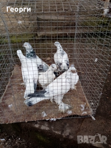 Гащати Унгарци , снимка 4 - други­ - 53283861