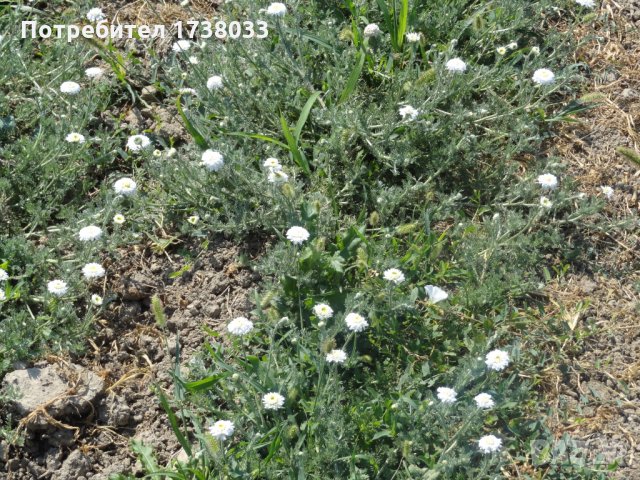 Разсад от римска лайка, снимка 4 - Сортови семена и луковици - 27871194