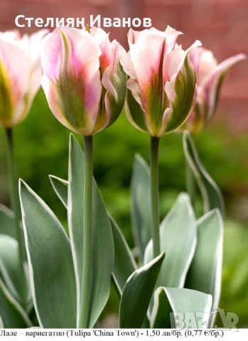 Вариегатно лале (Tulipa 'China Town') – луковици