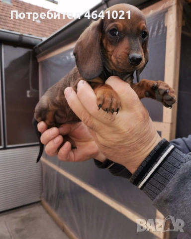 Дакел, снимка 3 - Дакели - 52451860