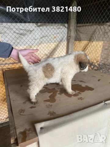 Каракачански кученца , снимка 4 - Каракачанска овчарка - 52618838