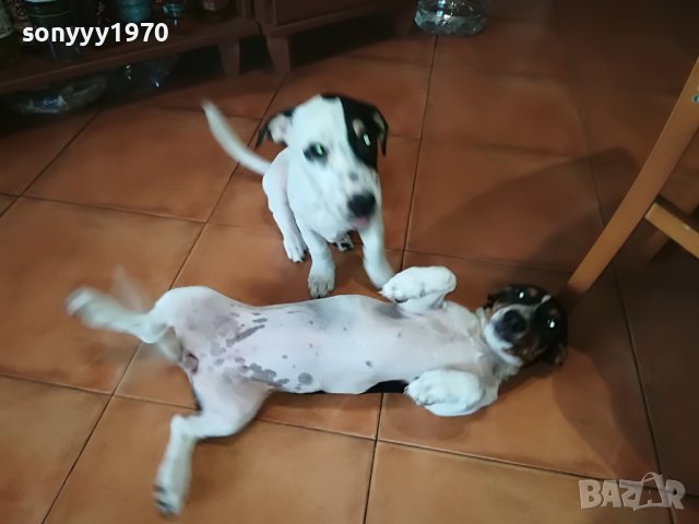 ДЖАКОВЕ СЛАДУРИ 0206221132, снимка 7 - Джак ръсел териер - 36956563
