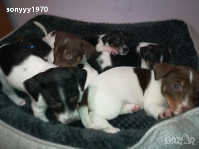 ДЖАК РЪСЕЛ 250ЛВ ЗА БРОЙ 2709251829, снимка 13 - Джак ръсел териер - 51859010