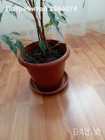 Бенджамин , снимка 16 - Стайни растения - 40442336