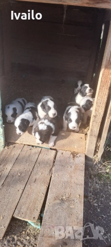 Каракачански кучанца, снимка 3 - Каракачанска овчарка - 52845236