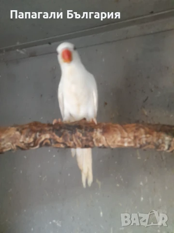 Ръчно хранени Средно говорящи видове папагали , снимка 3 - Папагали - 50957872