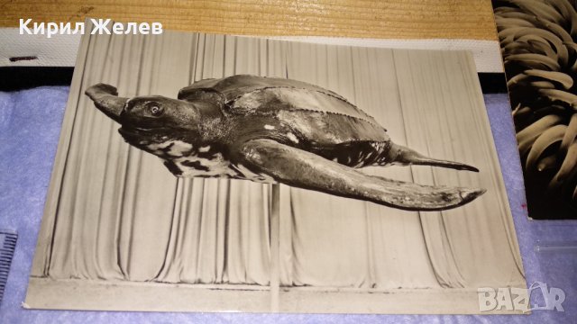 ЛОТ ЧЕТИРИ СТАРИ ПОЩЕНСКИ КАРТИЧКИ МОРСКА ФАУНА - НЕМСКИ КРАСИВИ 32459, снимка 5 - Филателия - 38652723