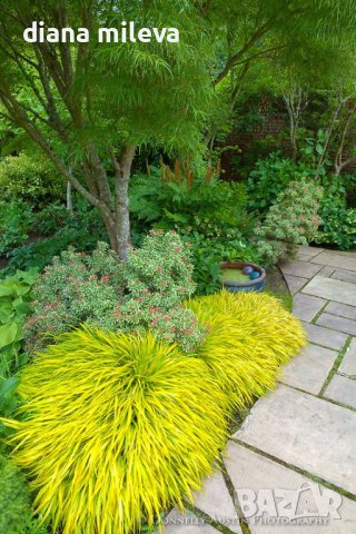  Хаконехлоа, Японска плачеща трева, Hakonechloa macra ALL GOLD, снимка 4 - Градински цветя и растения - 43401522