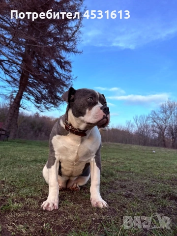 Уникално женско Американско Були XL (American Bully XL) – Blue & White, снимка 3 - Други - 53401011