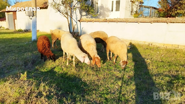 Търся човек да гледа нашите животни