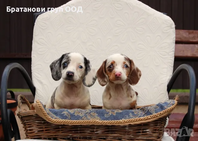 Дакели , снимка 3 - Дакели - 49009159