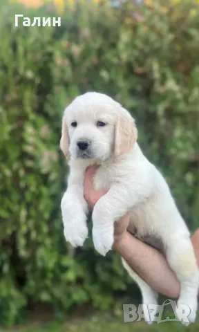 Голдън ретривър, Голдън ретривъри, снимка 2 - Голдън ретривър - 47489942