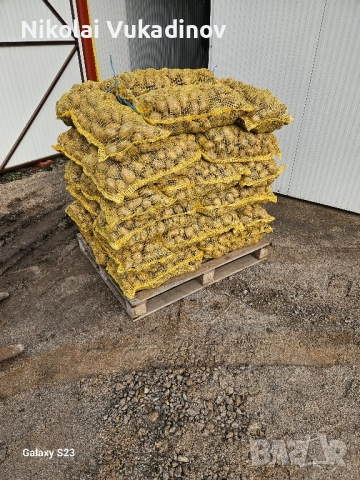 Картофи Сорая за консумация , снимка 3 - Домашни продукти - 52511378