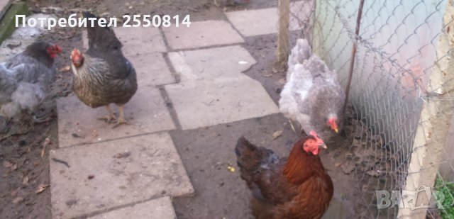 Оплодени яйца от породисти Катунски кокошки, снимка 4 - Кокошки и пуйки - 27672918