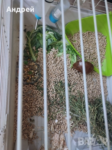 Морски свинчета , снимка 4 - Морски свинчета - 50506731