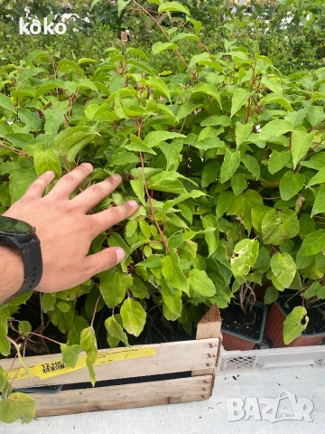 Червено Киви , снимка 1