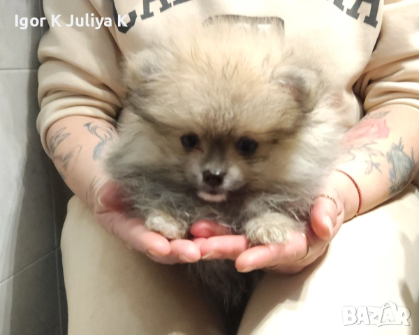 Померанчета, пухави топки