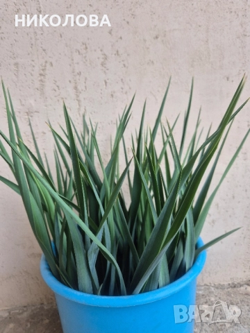 ГРАДИНСКА ЮКА, снимка 4 - Градински цветя и растения - 51977145