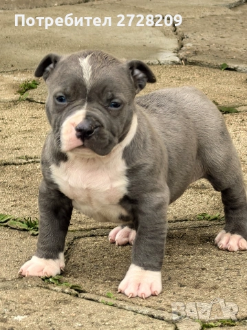 Американско Були Хл/American Bully XL , снимка 2 - Питбул - 53262294