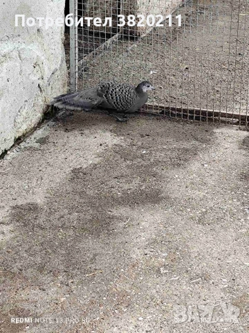 Продавам млада женска Паунова фазанка от 2025г.