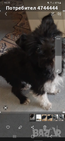 Йоркширски териер, снимка 2 - Йоркширски териер - 53572571