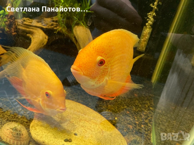 Аквариум 560л 200х45х60 + метална стойка, снимка 6 - Оборудване за аквариуми - 53537191