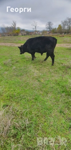 Бик Абърдийн ангус , снимка 2 - Крави - 52794227