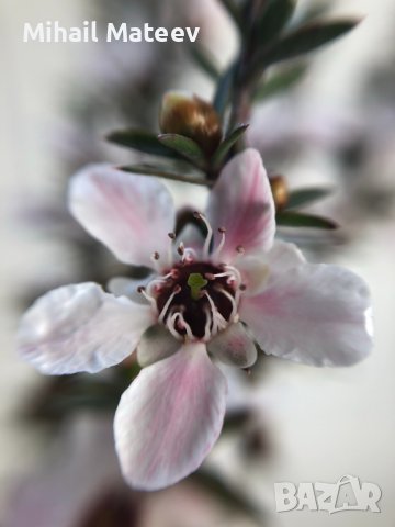 Семена от манука (Leptospermum scoparium)