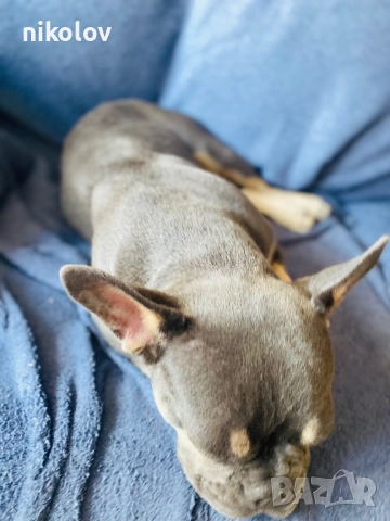 3 малки кученца и майка , снимка 4 - Други - 52891538