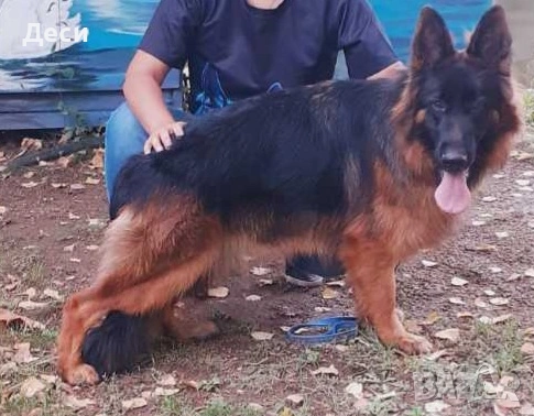 немска овчарка , снимка 7 - Немска овчарка - 53104551