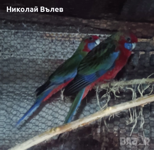 Млада двойка червени пенанти, снимка 7 - Папагали - 53304901