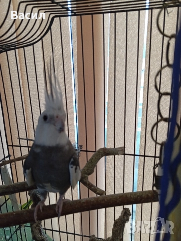 Продавам двойка много красиви Корели. Женската е много руса и красива., снимка 3 - Папагали - 52184695