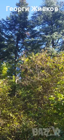 Парцел, снимка 7 - Парцели - 47712585