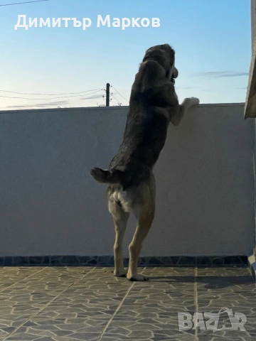 Кученца АЛАБАЙ(САО), снимка 13 - Алабай - 53439801