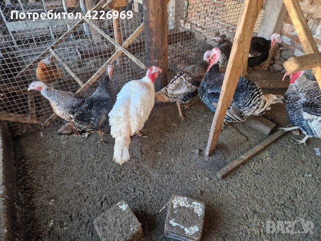 Мисирки пуйки и кокошки, снимка 2 - Кокошки и пуйки - 53257165