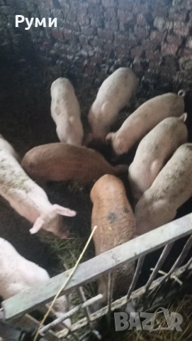 Продавам прасенца, снимка 2 - Прасета - 52582703