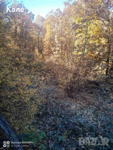 Широколистни гори 15.5 дка с. Винище, община Монтана, снимка 11 - Земеделска земя - 48391879