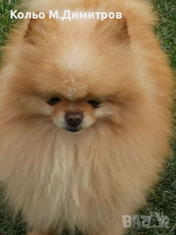 Мъжки померан за разплод