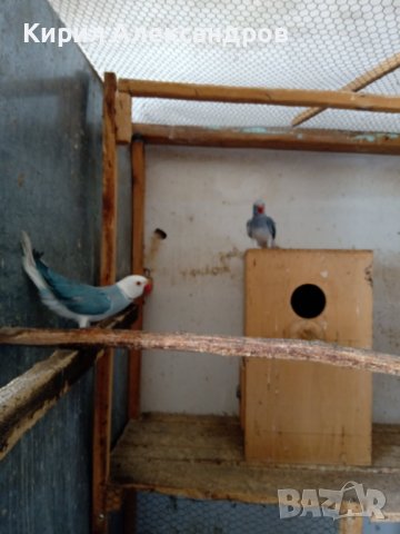 Продавам папагали малък Александър., снимка 7 - Папагали - 40129767