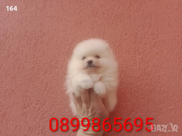 Померани. Момиче и момче. Реални снимки от 08.02.26 г., снимка 6 - Померан - 53324476